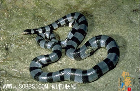海蛇毒性剧烈，可致命，若钓得须谨慎处理，舍弃为妙
