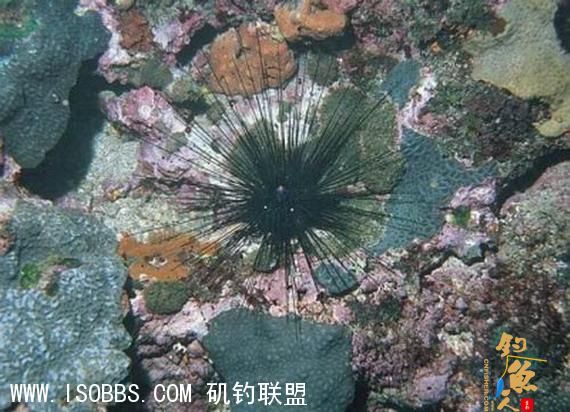 海胆成群生活在低潮线下的岩礁区，夜间出外觅食，以岩石上之藻类为生，依*棘或管足之配合缓慢移动。刺棘甚长，有毒，但易折断