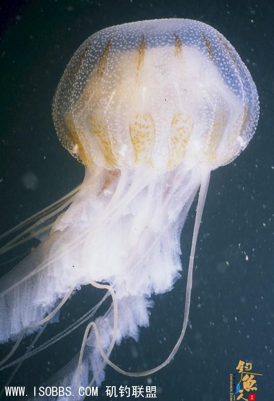 水母有时在水面上可看到水母，丝上含有强烈毒性，但不致有性命危险