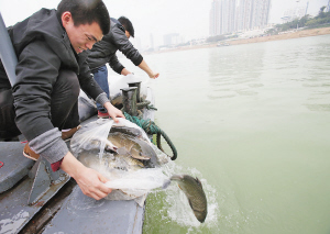 300多人买鱼到邕江放生，然而却出现令人遗憾的一幕 tu