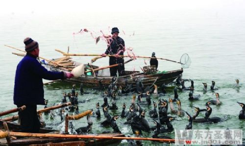 独山湖上传统捕鱼队利用鱼鹰
