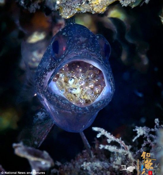 抓怕澳洲雄性泗水玫瑰鱼口中孵卵