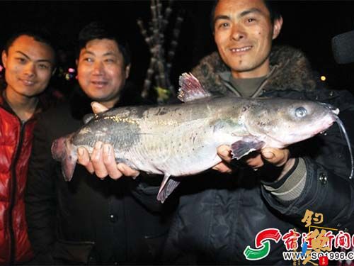 奇怪的鲶鱼 精彩大图