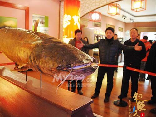 黑龙江长岭湖捕获1.7米长鲇鱼王 标本首次展出 图