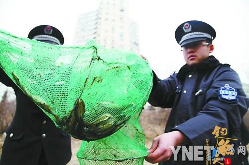 净化水质放鱼苗 这边放鱼那边捞 图