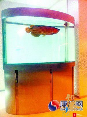 主人出差“独居”金龙鱼因停电死亡 声称价值二三十万
