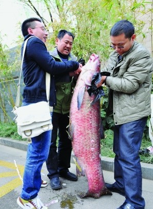 南京市民钓起80斤大鱼 长1.4米3人才能提起 是放生还是？