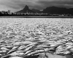 巴西里约暴雨有害物入湖 65吨大鱼死亡 图