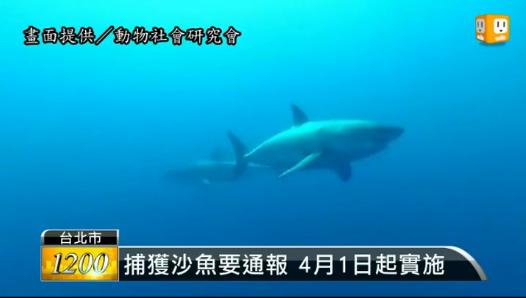 台湾渔民4月起捕获大白鲨等罕见鲨鱼须通报相关部门