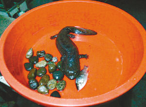 成都一小區驚現野生怪魚 頭扁黑斑長短足 图