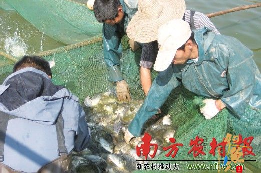 3种模式教你今年怎么养鲫鱼  tu图