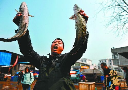 今年淡水鱼销售市场“搁浅” 销售价格同比下降三分之一 图