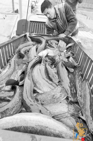 鱼丰人欢 利用温室喂养鲇鱼