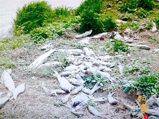 江夏一养殖户几千斤鱼苗死亡 疑水体被污染 tu图