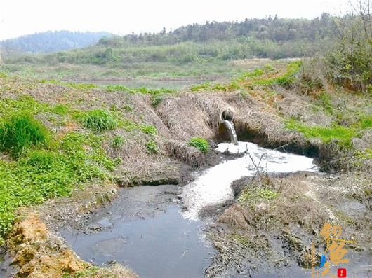 江夏一养殖户几千斤鱼苗死亡 疑水体被污染 tu图