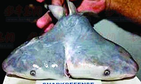 美渔民发现双头鲨长有双头、双脑和双心 组图