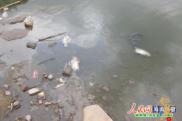 海口金牛湖排水消毒 市民呼吁：快救救鱼儿