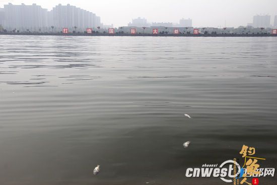 咸阳湖面漂浮死鱼 管理处称市民随意放生导致 tu图