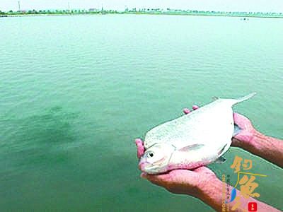 湖北公安县一渔民捕获罕见“鳊鱼王” 重达7.7斤 组图