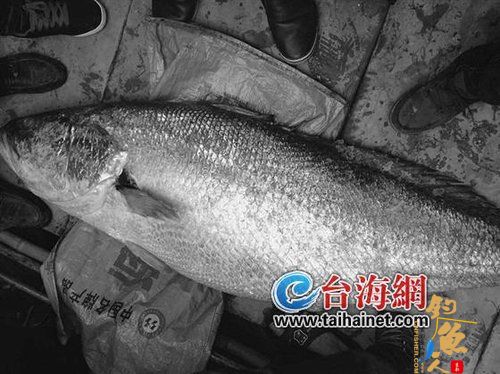 龙海渔民兄弟捕到百斤大鱼 卖了82万元  组图