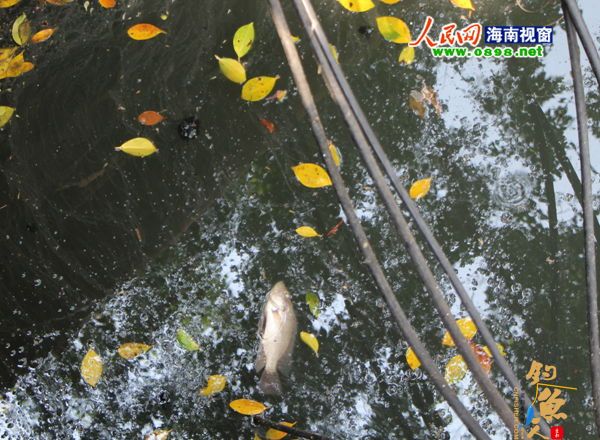 日前，有市民在本网发帖，称海口市玉河路旁的水沟臭不可闻，频现死鱼漂浮在河面上。