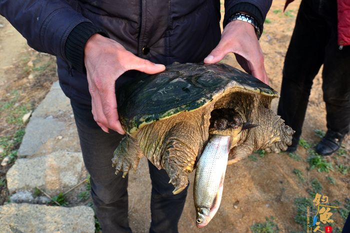 一只5公斤鳄龟嘴含小鱼在马河水库被钓起  鳄龟咬住鱼不松口 组图