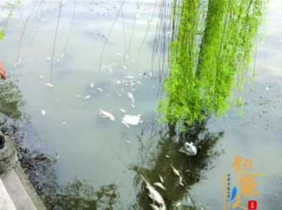 泗泾塘死鱼绵延近百米  切勿随便捕捞食用