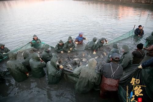 天津市换新水产良种场的工作人员在打捞准备做孵化的亲鱼