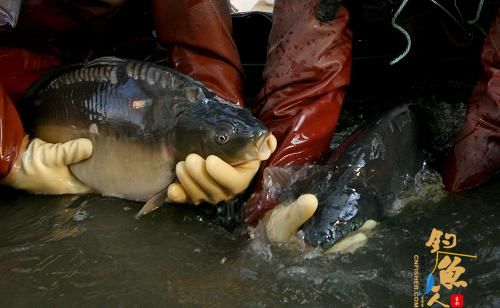 4月6日，天津市换新水产良种场的工作人员将选好的亲鱼放入孵化池内