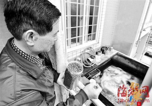 小区景观池只有树叶和垃圾 退休依伯闲来养起了鱼 组图