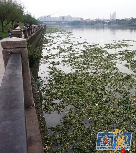 东江现大片水浮莲，垂钓者望“莲”兴叹 组图
