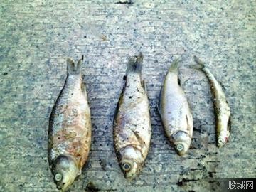 上海死鱼与H7N9病毒无关 或是人为电鱼所致