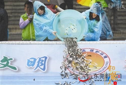 东莞渔业增殖放流 467万尾鱼苗活蹦乱跳撒欢东江