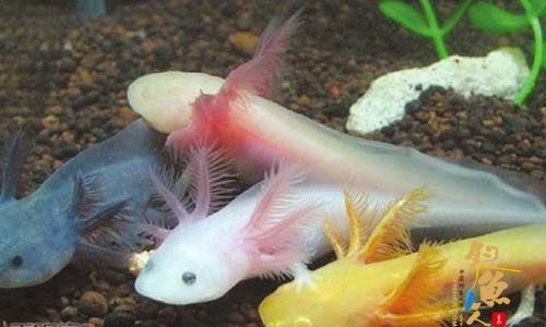 宜宾卖“恐龙”鱼 4条腿6只角每条60元 组图 六角恐龙”鱼