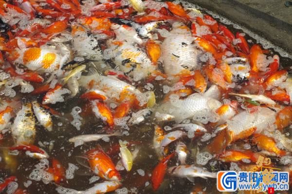 东风镇两家养殖户三塘鱼儿 一夜之间翻白肚 组图