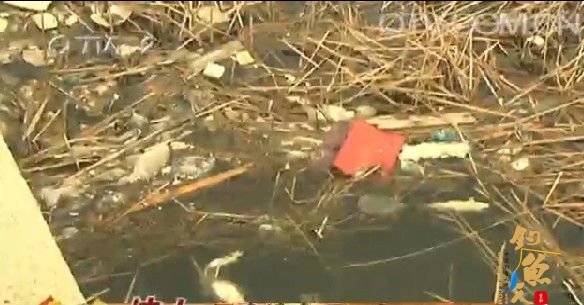 青岛贝壳湾大批鱼死亡乌龟断气 现神秘排水口 组图