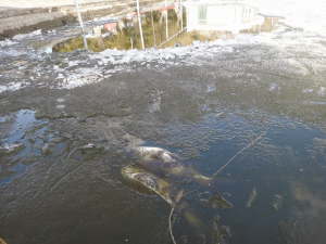 南湖湖边的死鱼 不要碰 更不能吃 有图