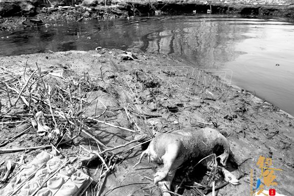 夹河沿岸散落遗弃禽畜尸体 谁在污染烟台"母亲河" 组图
