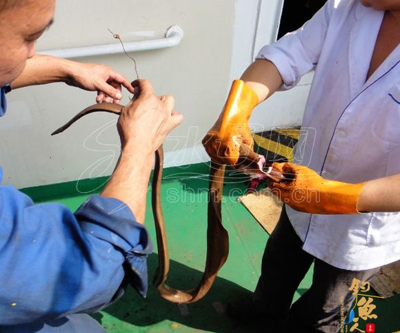 烟台男子出海钓螃蟹误捕怪鱼 吃下后担心有毒 图