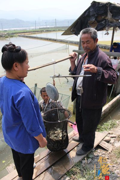 贵州榕江：春来水暖鱼苗俏销 图
