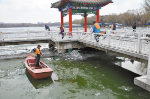 南湖公园清捞死鱼 因冬季缺氧出现的死鱼