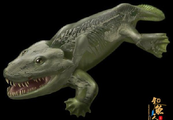 无法用足行走的鱼石螈  揭最早四足鱼类： 鱼石螈复原图