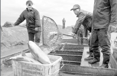 新疆博斯腾湖野生鱼限量捕捞 每日限量1.5吨，以草鱼、鲢鱼为主