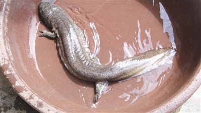 枣阳熊河水库发现野生娃娃鱼 图