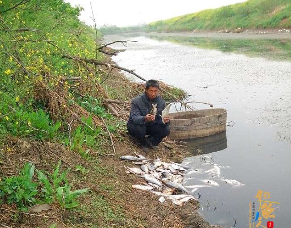南京六合渔政站快速处理杨桥河出现死鱼现象 死鱼是水源含氨氮超标 图