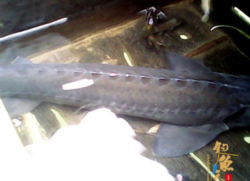 禁渔期 宜宾渔民打到5斤重杂交鲟 图