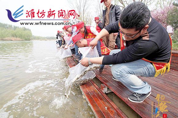 28日,志愿者在白浪绿洲湿地公园放养鱼苗。