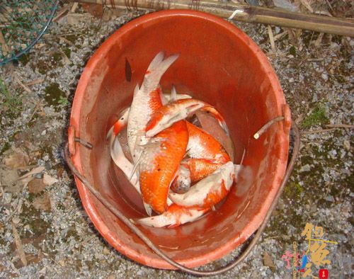 3少年抓鱼有妙招 愁坏山庄管理员 组图