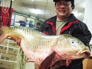 青岛市民钓上“鲤鱼王” 身长1米 配图