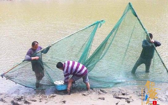 山东寿光弥河边捕鱼一天能捕1000斤 禁用渔具捕鱼违法 图